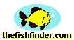 Go Fishing at The Fish Finder!