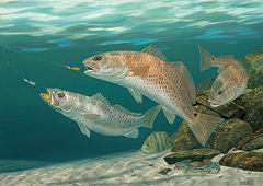 "Chasing the Dream" fish print by fish artist Randy McGovern.
