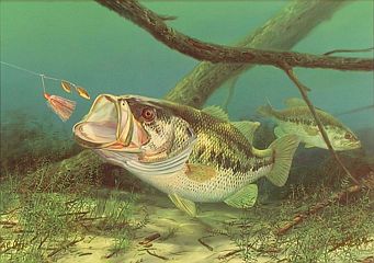"Unhappy Camper" - Largemouth Bass by fish artist Randy McGovern