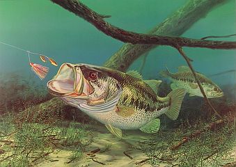 "Unhappy Camper" - Largemouth Bass by fish artist Randy McGovern