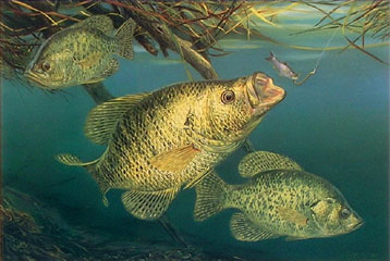 "Working Undercover" by fish artist Randy McGovern
